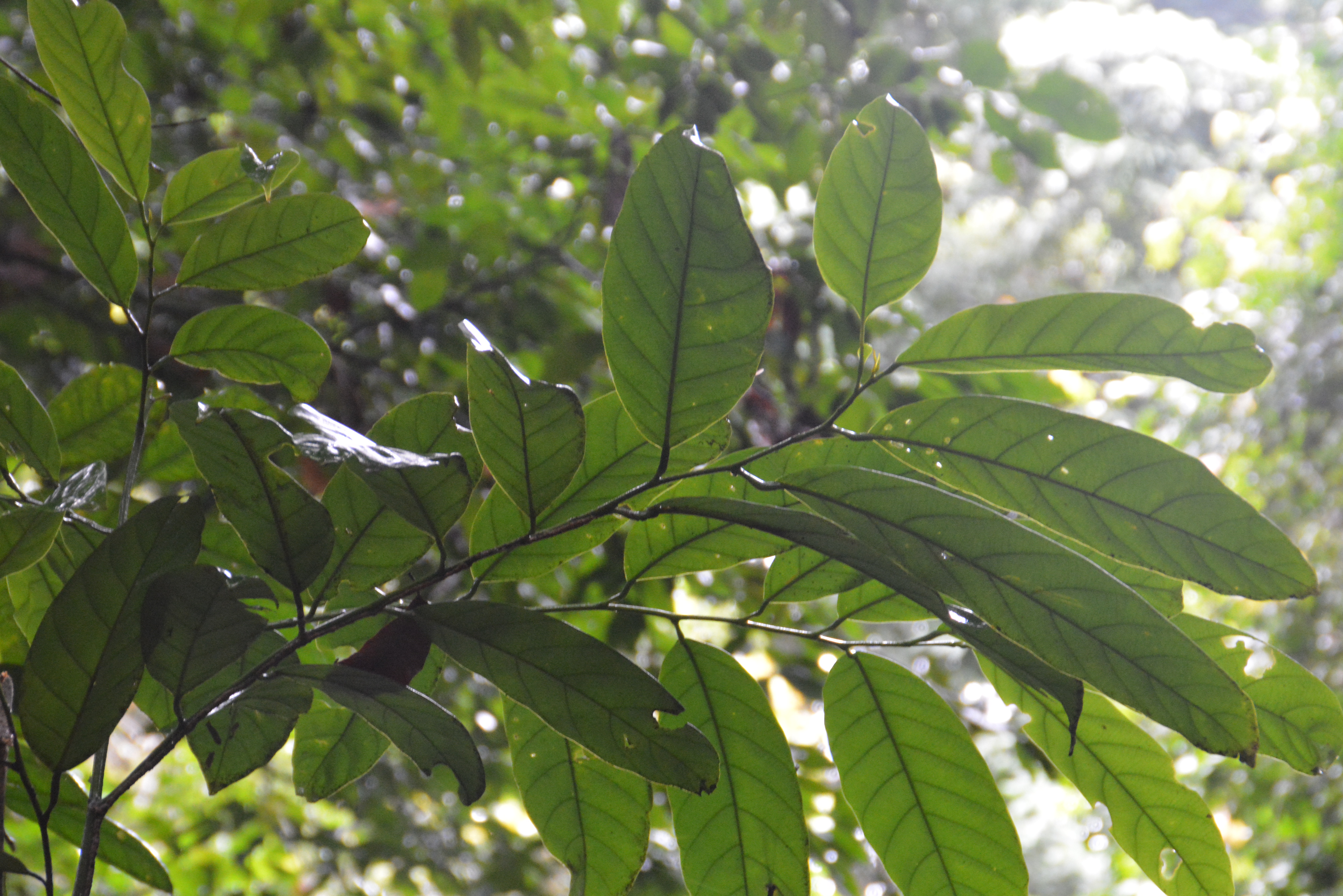 Photo illustrant l’article de blog: L'EUDR : Une réglementation axée sur les produits